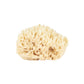 natural wool sea sponge